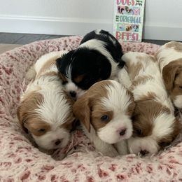 Cavalier King Charles Spaniel Puppies from Central Valley Cavaliers