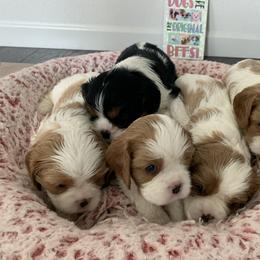 Cavalier King Charles Spaniel Puppies from Central Valley Cavaliers