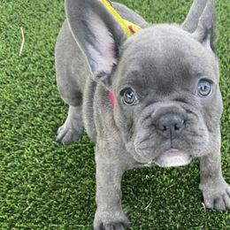 French Bulldogs from Superior Blue French Bulldogs