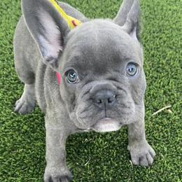 French Bulldogs from Superior Blue French Bulldogs