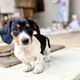 Buddy - Piebald male Dachshund puppy in Ben Lomond, Arkansas from Miesha Carver's Bulldogs