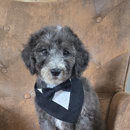 Bernedoodle and Goldendoodle Puppies from Ivey's Poodles & Doodles