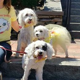 Poodles from Zisk Poodles