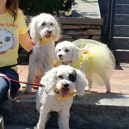 Poodles from Zisk Poodles