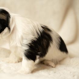 Shih Tzu Puppies from Good Lil Shih Tzu