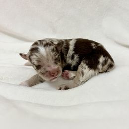 Miniature Australian Shepherd Puppies from Pineywoods Pups