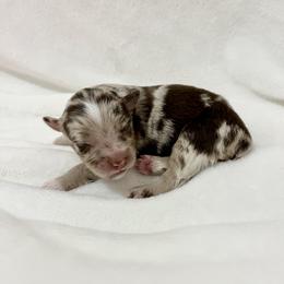 Miniature Australian Shepherd Puppies from Pineywoods Pups