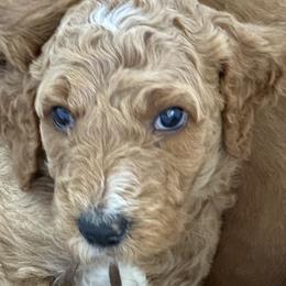 Brown Collar - Bangkok (Bo), (Thailand) - Apricot male Goldendoodle puppy in West Sacramento, California from Pomegranate Doodles