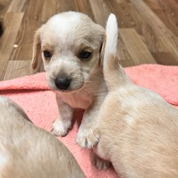 Boy 6 - Lemon and white male Beagle puppy in Corfu, New York from Lead The Way Kennel LLC