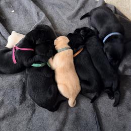 Cedar - Black male Labrador Retriever puppy in Millville, New Jersey from Creekside Canines