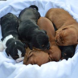 Cavalier King Charles Spaniel Puppies from Freeman's Royal Cavaliers