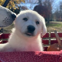 Girl 3 - German Shepherd puppy from Twila Ruth Herot