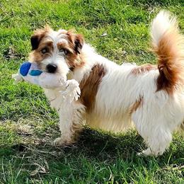 Russell Terrier puppies from Dixie-Rose JRT