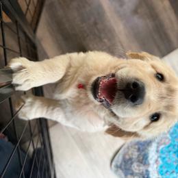 Lemon - Light golden female Golden Retriever puppy in Parma, Ohio from Big Creek Goldens