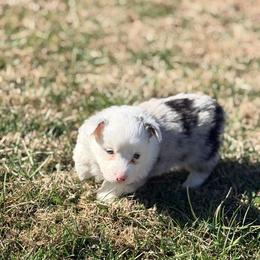 Boy 3 - male American Corgi puppy in Crossville, Tennessee from MKC Farms