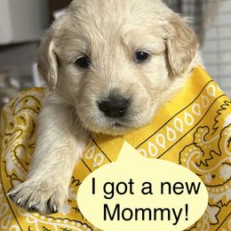 Golden Retriever Puppies from Ginn’s Golden Retrievers