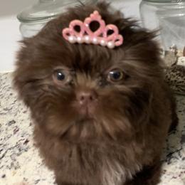 Shih Tzu Puppies from Mosley Kennel Shih Tzu