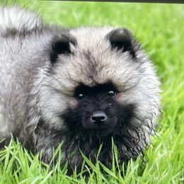 Keeshond Puppies from StarStruck Keeshonden