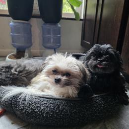 Mi-Ki Puppies from Moonstone miki's