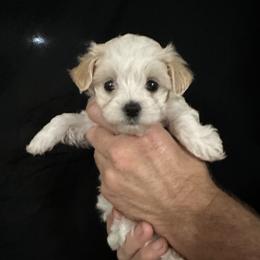 Petunia - Cream female Maltipoo puppy in Maumelle, Arkansas from Fox Family