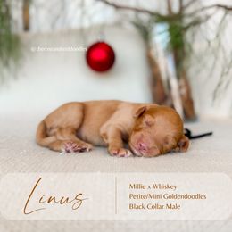 Linus - Apricot male Goldendoodle puppy in Hiddenite, North Carolina from Rose and Reid Doodles