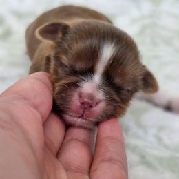 Honeydew - Mint Green Collar - Liver female Shih Tzu puppy in Troy, Ohio from Oodles of Doodles