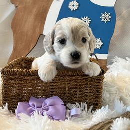 Lavender Collar Female - Parti female Goldendoodle puppy in Bradenton, Florida from Suncoast Goldendoodles