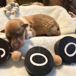 Walton-Brown Collar - Sable and white male Collie puppy in Morocco, Indiana from Collegiate Bassets and Rheign Collies
