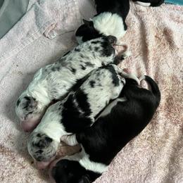 Border Collie Puppies from Roaring River Border Collies