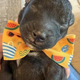 Bedlington Terrier Puppies from Little Starz Bedlington