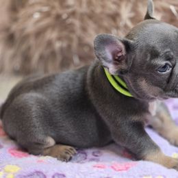 Boy 1 - Tricolors French Bulldog puppy in Lakeview Terrace, California from WMDFrenchies