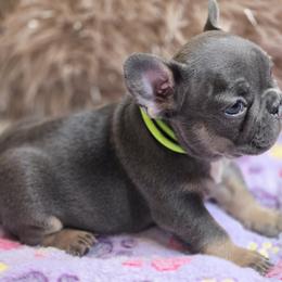 Boy 1 - Tricolors French Bulldog puppy in Lakeview Terrace, California from WMDFrenchies