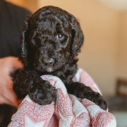 Ella - Black female Poodle puppy in Phoenix, Arizona from Moonshine Kennels AZ