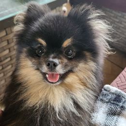 Atlas - Pomeranian