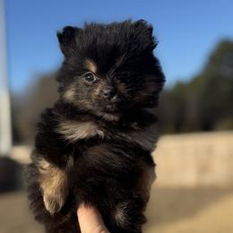 Anakoa - Black and tan female Companion Cross puppy in Willow Spring, North Carolina from GTBBF Pomeranians
