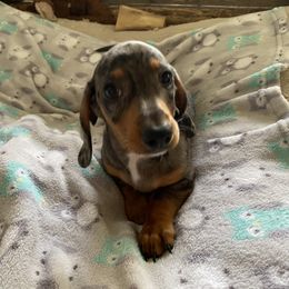 Boy 2 - Dapple Dachshund puppy in Silver Springs, Florida from DeMarsh's Dachshunds