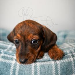 Austin - Brindle male Dachshund puppy in Temecula, California from Naomi Magee's Dachshund Kennel