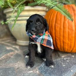 Kenny - Black and white male Aussiedoodle puppy in Lexington, Alabama from Johnson’s Highland Pride Aussiedoodles
