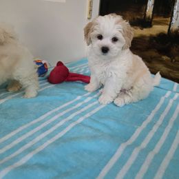 Arthur - Parti male Maltipoo puppy in Washington from Mt.BakerPoodles&Doodles