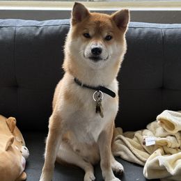 Hiro - Shiba Inu