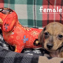 Dachshund Puppies from Briarwood Dachshunds