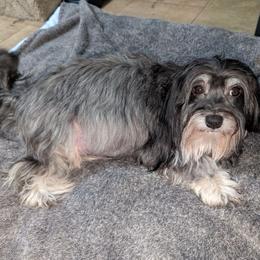 Shyla - Havanese