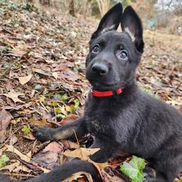 Apple Blueberry - Bi-color female German Shepherd puppy in Harwood, Maryland from Reddington Shepherds