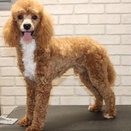 Aussiedoodles, Cockapoos, Goldendoodles, Poodles, Sheepadoodles, and Springerdoodles from Two Creeks Farm Poodles & Doodles