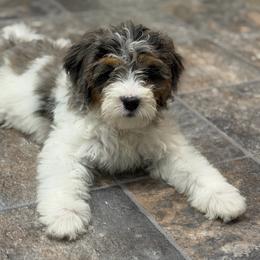 Coral - gorgeous - Merle female Bernedoodle puppy in Bowling Green, Ohio from Windy Creek Doodles