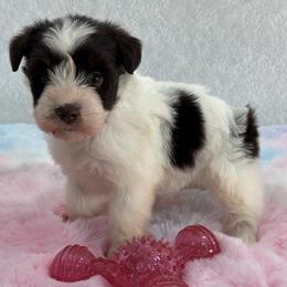 Alivia Female 4 AKC Mega Coat - Parti female Miniature Schnauzer puppy in Pageland, South Carolina from New Haven Farms