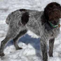 Wirehaired Pointing Griffon All Grown Up from Maine Backwoods Kennel