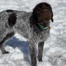 Wirehaired Pointing Griffon All Grown Up from Maine Backwoods Kennel