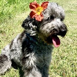 Gucci - Goldendoodle