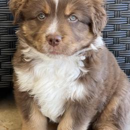 Miniature American Shepherd Puppies from Outlaw Minis